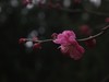红梅迎春来