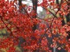 霜降中的洛阳随唐城遗址植物园