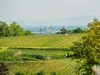 山野