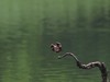 麓湖公园随拍（7）