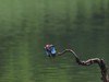 麓湖公园随拍（7）