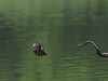 麓湖公园随拍（7）