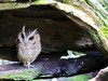 领角鸮