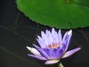 睡莲