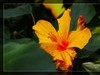 植物园拍花6