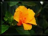 植物园拍花6