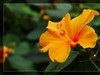 植物园拍花6