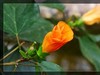 植物园拍花6