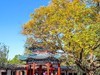 手机游拍20241105《58》