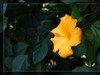 植物园拍花6