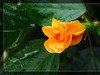 植物园拍花6