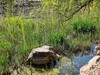 春 和 景 明 植 物 园