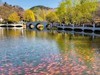 春 和 景 明 植 物 园