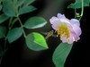 树木园里拍蔷薇