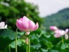 拍荷季节