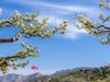 梨园树下（1）