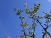 见花拍花/不识花