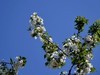 见花拍花/不识花