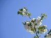 见花拍花/不识花