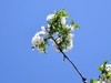 见花拍花/不识花