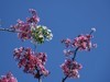 见花拍花/不识花