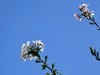 见花拍花/不识花