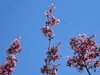 见花拍花/不识花