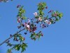 见花拍花/不识花