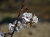 见花拍花/不识花