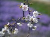 见花拍花/不识花