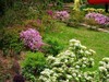 杜鹃花季节