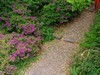 杜鹃花季节