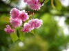 杜鹃花季节