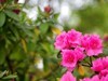 杜鹃花季节
