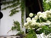 杜鹃花季节