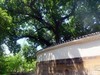 夏日随拍