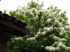 杜鹃花季节