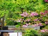 杜鹃花季节