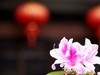 杜鹃花季节