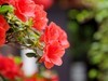 杜鹃花季节