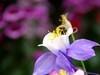 杜鹃花季节