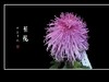 百姿百态百媚，秋娇秋傲秋艳