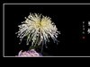 百姿百态百媚，秋娇秋傲秋艳