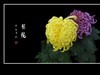百姿百态百媚，秋娇秋傲秋艳
