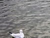 绿地80湖公园（瑞士）