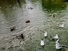 绿地80湖公园（瑞士）
