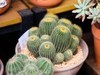盆栽仙人球