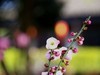 梅园拍梅