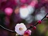 梅园拍梅