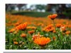 【 夕阳下的金盏菊 】